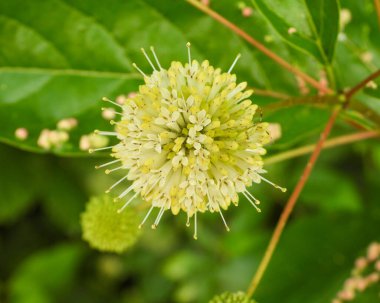 Kafadanbacaklı bataklık (Buttonbush) Kuzey Amerika Yerlisi Yaban Çiçeği