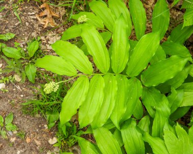 Maianthemum racemosum (Sahte Süleyman 'ın Mührü) Kuzey Amerika Yerli Orman Bitkisi