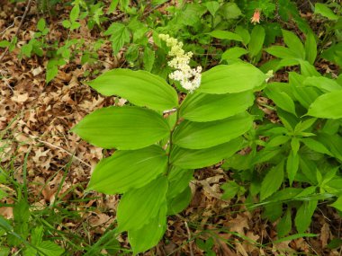 Maianthemum racemosum (Sahte Süleyman 'ın Mührü) Kuzey Amerika Yerli Orman Bitkisi