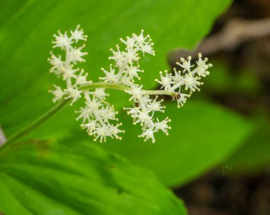 Maianthemum racemosum (Sahte Süleyman 'ın Mührü) Kuzey Amerika Yerli Orman Bitkisi