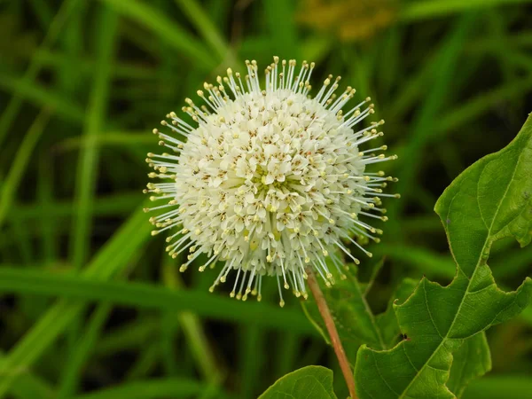 Kafadanbacaklı bataklık (Buttonbush) Kuzey Amerika Yerlisi Yaban Çiçeği