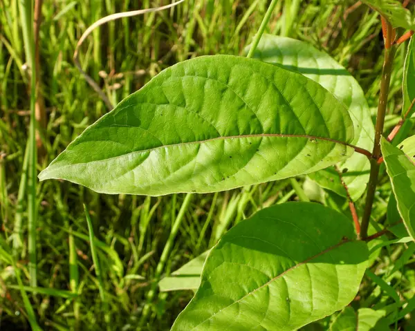 Cephalanthus Occidentalis Buttonbush Native North American Wetland Plant Leaf — Stockfoto