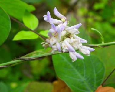 Amphicarpaea bracteata (Amerikan Domuz Yerlisi) Kuzey Amerika Orman Asması 
