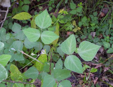 Amphicarpaea bracteata (Amerikan Domuz Yerlisi) Kuzey Amerika Orman Asması 