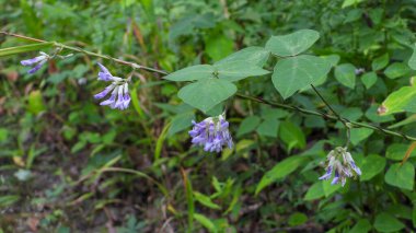 Amphicarpaea bracteata (Amerikan Domuz Yerlisi) Kuzey Amerika Orman Asması 