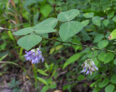 Amphicarpaea bracteata (Amerikan Domuz Yerlisi) Kuzey Amerika Orman Asması 