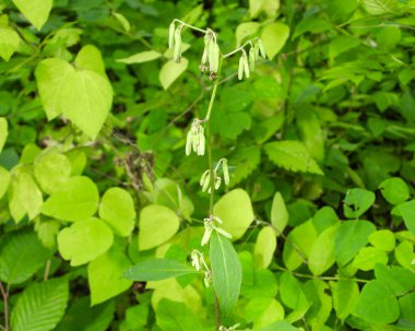 Prenanthes altissima (Uzun Beyaz Marul) Yerli Kuzey Amerika Orman Çiçeği