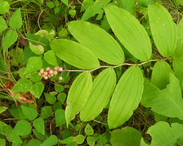 Maianthemum Racemosum Falso Selo Salomão Natural North American Woodland Plant — Fotografia de Stock