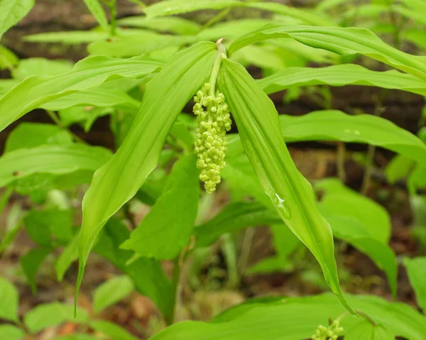 Maianthemum Racemosum Fałszywa Pieczęć Salomona Rdzenna Północnoamerykańska Roślina Leśna — Zdjęcie stockowe