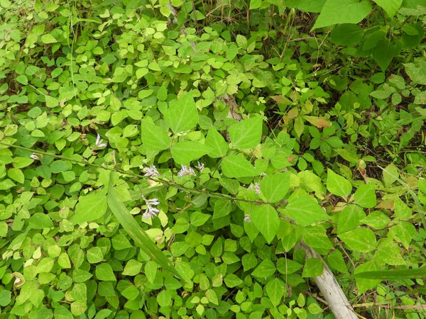 Amphicarpaea bracteata (Amerikan Domuz Yerlisi) Kuzey Amerika Orman Asması 