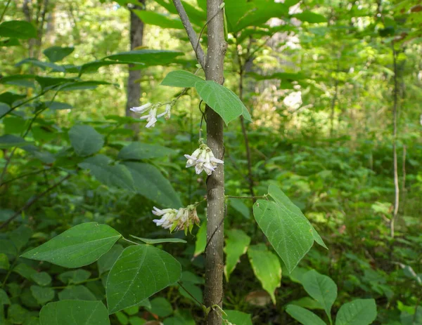 Amphicarpaea Bracteata Orzeszek Amerykański Rdzenna Północnoamerykańska Winorośl Leśna — Zdjęcie stockowe