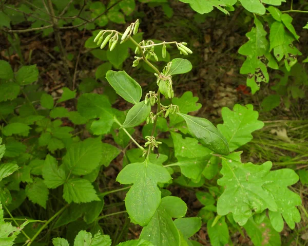 Prenanthes Altissima Vysoký Bílý Salát Native North American Woodland Wildflower — Stock fotografie