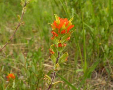 Castilleja kaktüsü (Hint Boya Fırçası) Kuzey Amerika 'nın doğal kır çiçeği