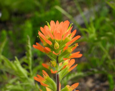 Castilleja kaktüsü (Hint Boya Fırçası) Kuzey Amerika 'nın doğal kır çiçeği