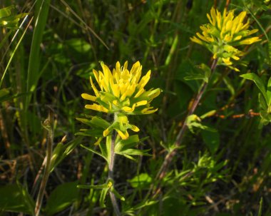 Castilleja kaktüsü (Hint Boya Fırçası) Kuzey Amerika 'nın doğal kır çiçeği