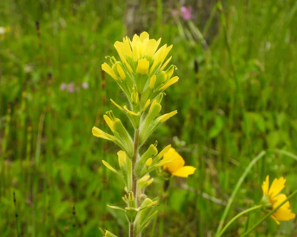 Castilleja Coccinea Pennello Indiano Native North American Prairie Wildflower — Foto Stock