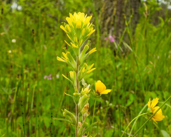 Castilleja Coccinea Indischer Pinsel Native North American Prairie Wildflower — Stockfoto