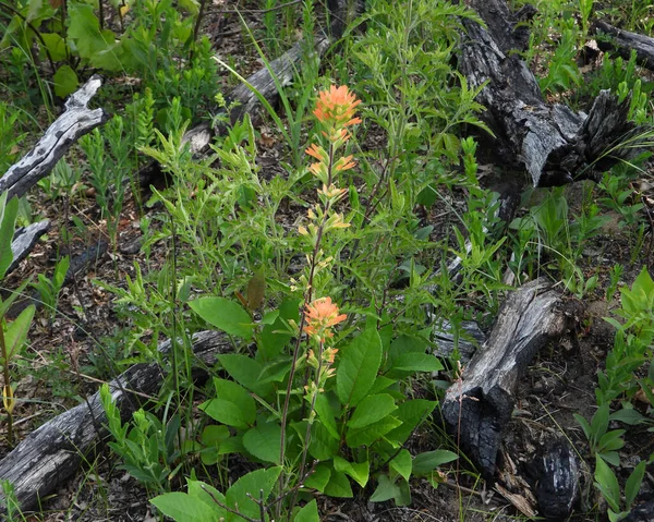 Castilleja Coccinea Indyjski Pędzel Rdzenna Północnoamerykańska Prairie Wildflower — Zdjęcie stockowe