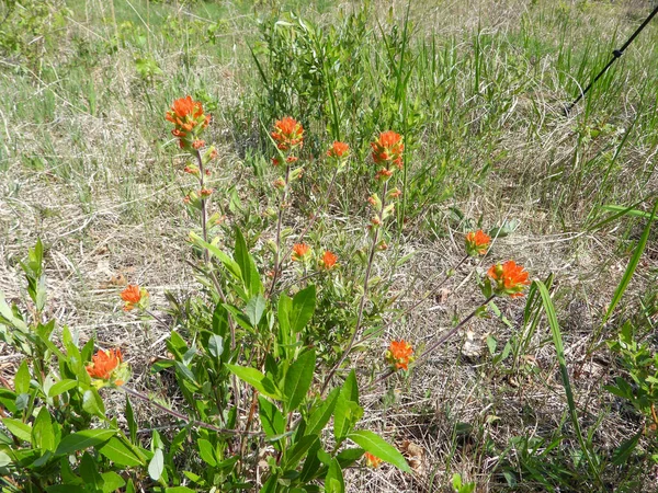 Castilleja Coccinea Indischer Pinsel Native North American Prairie Wildflower — Stockfoto
