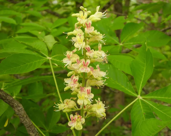 Aesculus Glabra Ohio Buckeye Native North American Tree Wildflower — Stockfoto