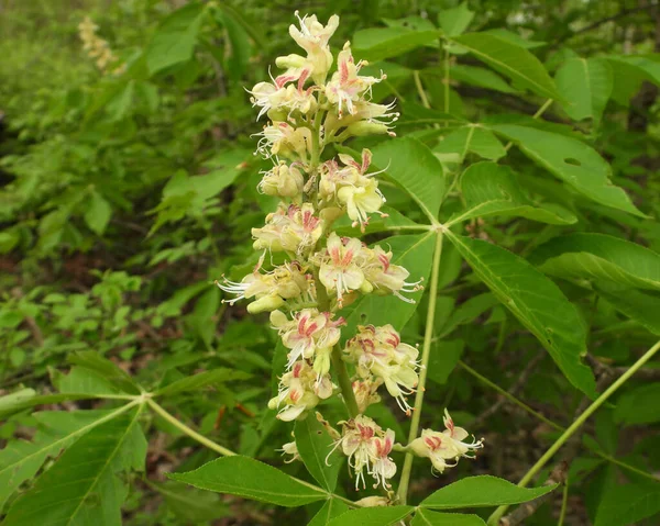 Aesculus Glabra Ohio Buckeye Native North American Tree Wildflower — Fotografia de Stock