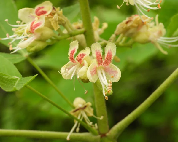 Aesculus Glabra Ohio Buckeye Dziki Kwiat Drzewa Północnoamerykańskiego — Zdjęcie stockowe