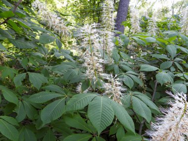 Aesculus parviflora (Şişe Fırçası Buckeye) Yerli Kuzey Amerika Saksocu Yapay Çalı Çiçeği