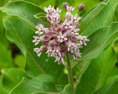 Asclepias syriaca (Yaygın Samanotu) Kuzey Amerika 'nın Yaban Çiçeği Bitkisi