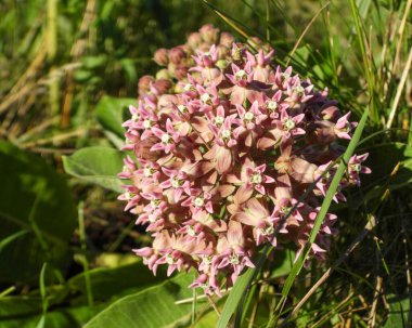 Asclepias syriaca (Common Milkweed) Native North American Prairie Wildflower Plant clipart