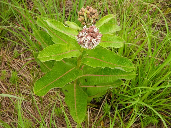 Asclepias Syriaca Milkweed Comum Nativo North American Prairie Wildflower Plant — Fotografia de Stock