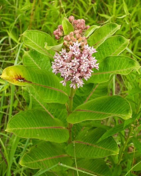 Asclepias Syriaca Common Milkweed Native North American Prairie Wildflower Plant — Stock fotografie