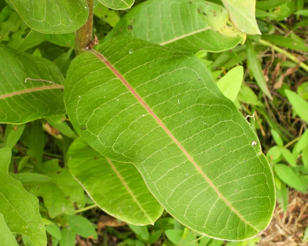 Asclepias Syriaca Common Milkweed 北美土著草原野花植物 — 图库照片