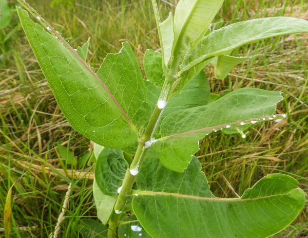 Asclepias Syriaca Milkweed Comum Nativo North American Prairie Wildflower Plant — Fotografia de Stock