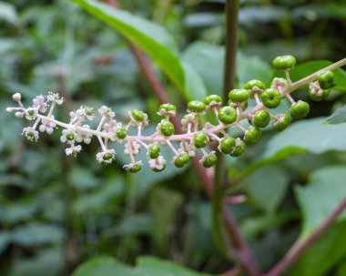 Phytolacca americana (Amerikan Pokeweed) Doğal Kuzey Amerika Bitkisi