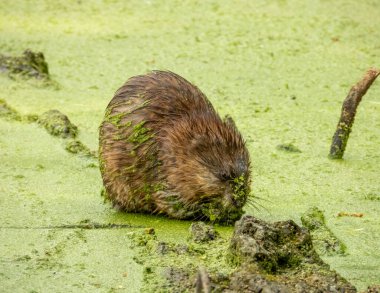 Muskrat (Ondatra zibethicus) Yarı Su Kemirgeni 