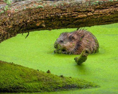 Muskrat (Ondatra zibethicus) Yarı Su Kemirgeni 