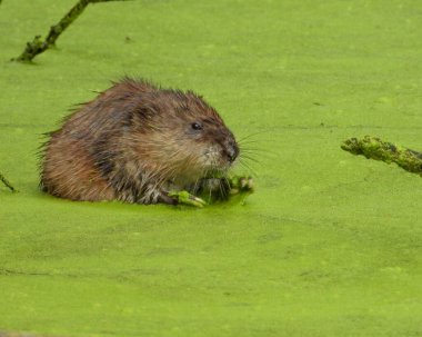 Muskrat (Ondatra zibethicus) Yarı Su Kemirgeni 