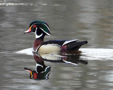 Wood Duck (Aix sponsa) Kuzey Amerika Su Kuşu