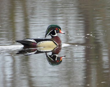 Wood Duck (Aix sponsa) Kuzey Amerika Su Kuşu