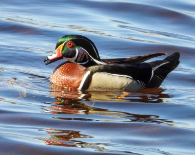 Wood Duck (Aix sponsa) Kuzey Amerika Su Kuşu