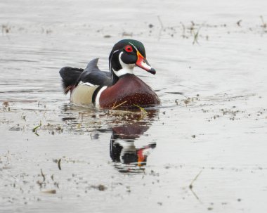 Wood Duck (Aix sponsa) Kuzey Amerika Su Kuşu
