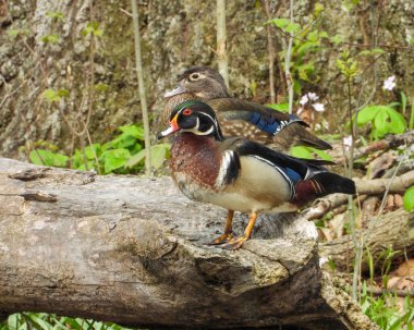 Wood Duck (Aix sponsa) Kuzey Amerika Su Kuşu