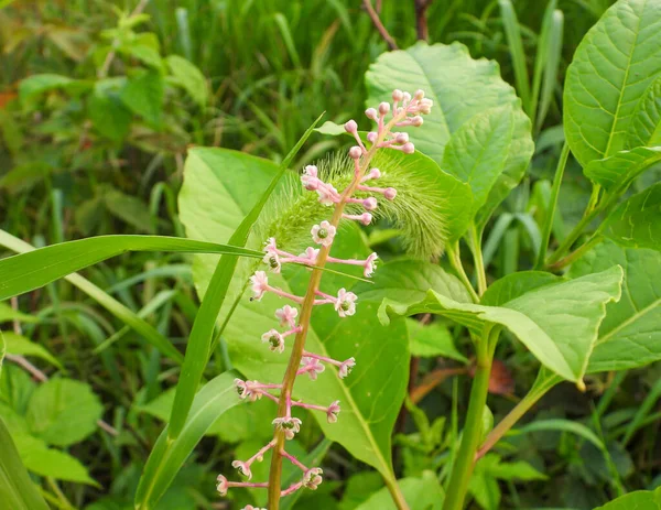 Phytolacca Americana Pokeweed Amerykański Rdzenna Północnoamerykańska Roślina Zielna Wieloletnia — Zdjęcie stockowe
