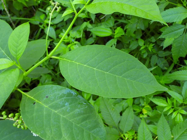 Phytolacca Americana American Pokefweed Native North American Herbaceous Πολυετές Φυτό — Φωτογραφία Αρχείου