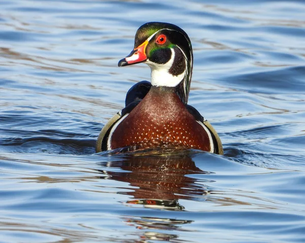 Wood Duck (Aix sponsa) Kuzey Amerika Su Kuşu