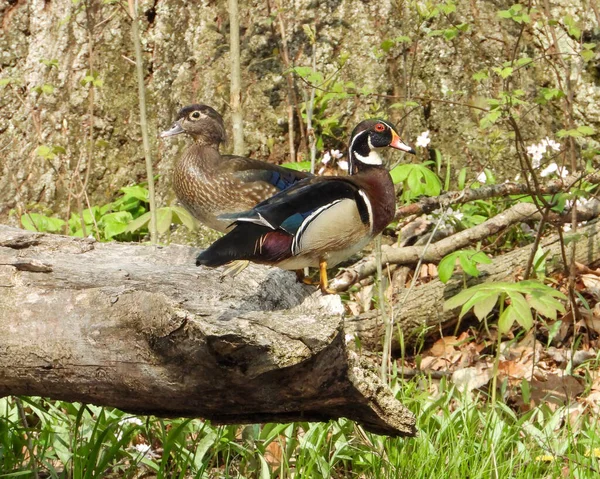 Wood Duck (Aix sponsa) Kuzey Amerika Su Kuşu