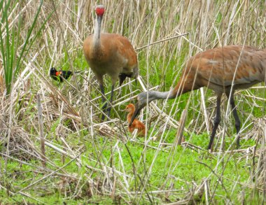 Sandhill Turnası (Antigone canadensis) Büyük Kuzey Amerika Kuşu 