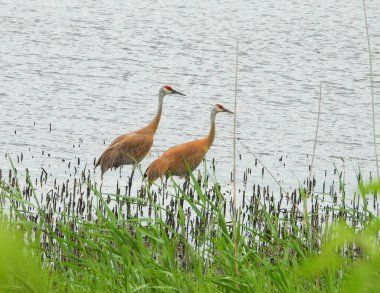 Sandhill Turnası (Antigone canadensis) Büyük Kuzey Amerika Kuşu 