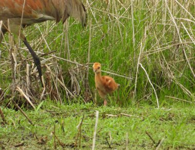 Sandhill Turnası (Antigone canadensis) Büyük Kuzey Amerika Kuşu 
