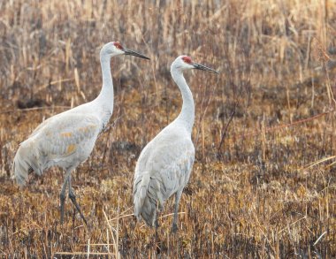 Sandhill Turnası (Antigone canadensis) Büyük Kuzey Amerika Kuşu 